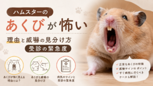 ハムスターのあくびが怖い理由と威嚇の見分け方・受診の緊急度