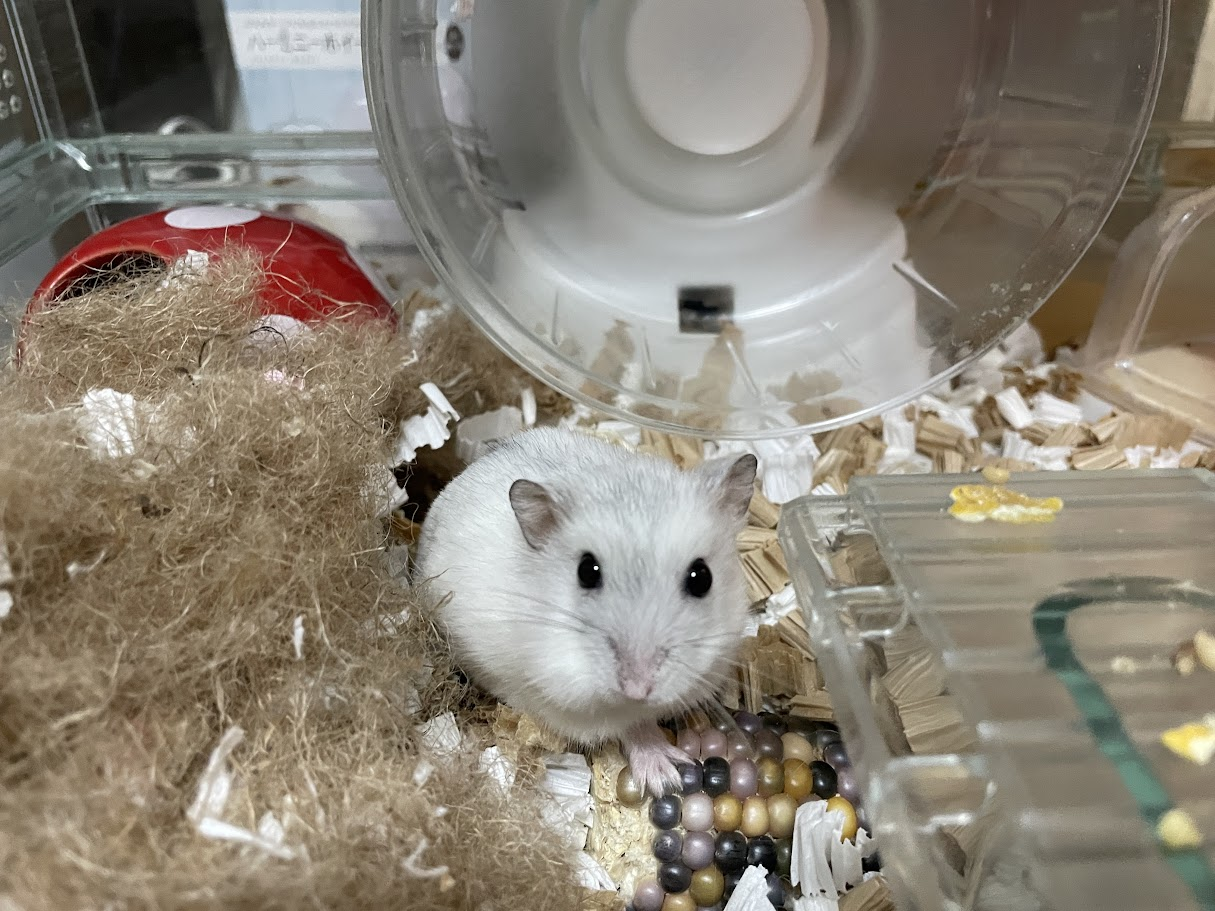 飼い主を見るジャンガリアンハムスターのメス