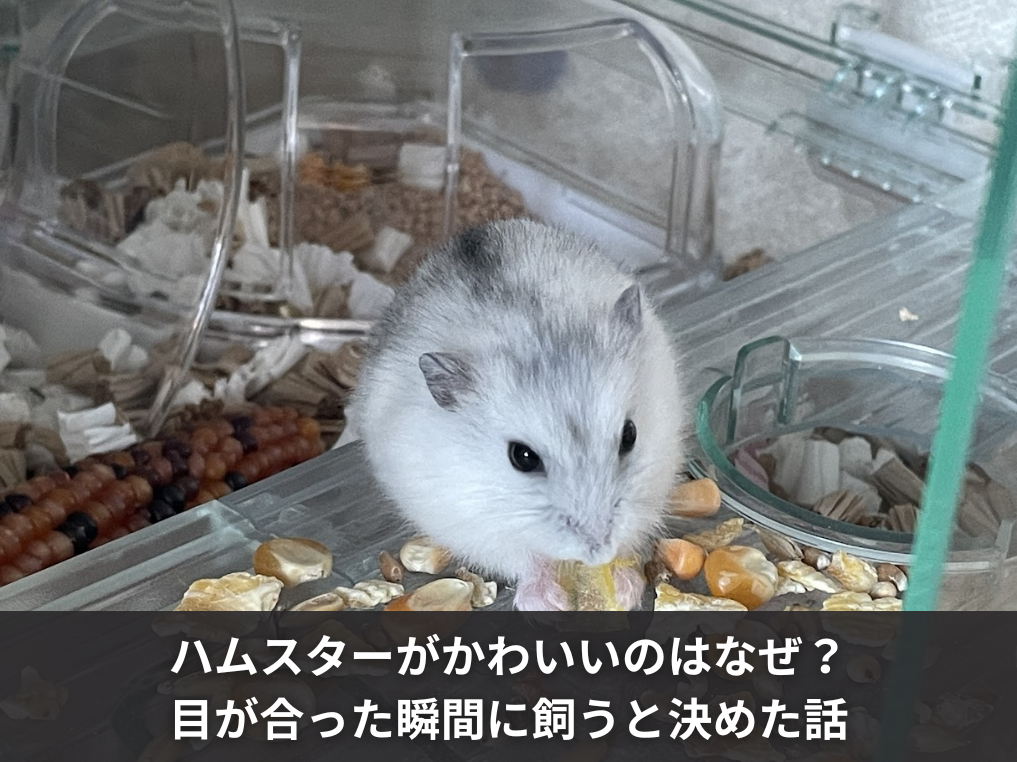 ハムスターがかわいいのはなぜ？目が合った瞬間に飼うと決めた話
