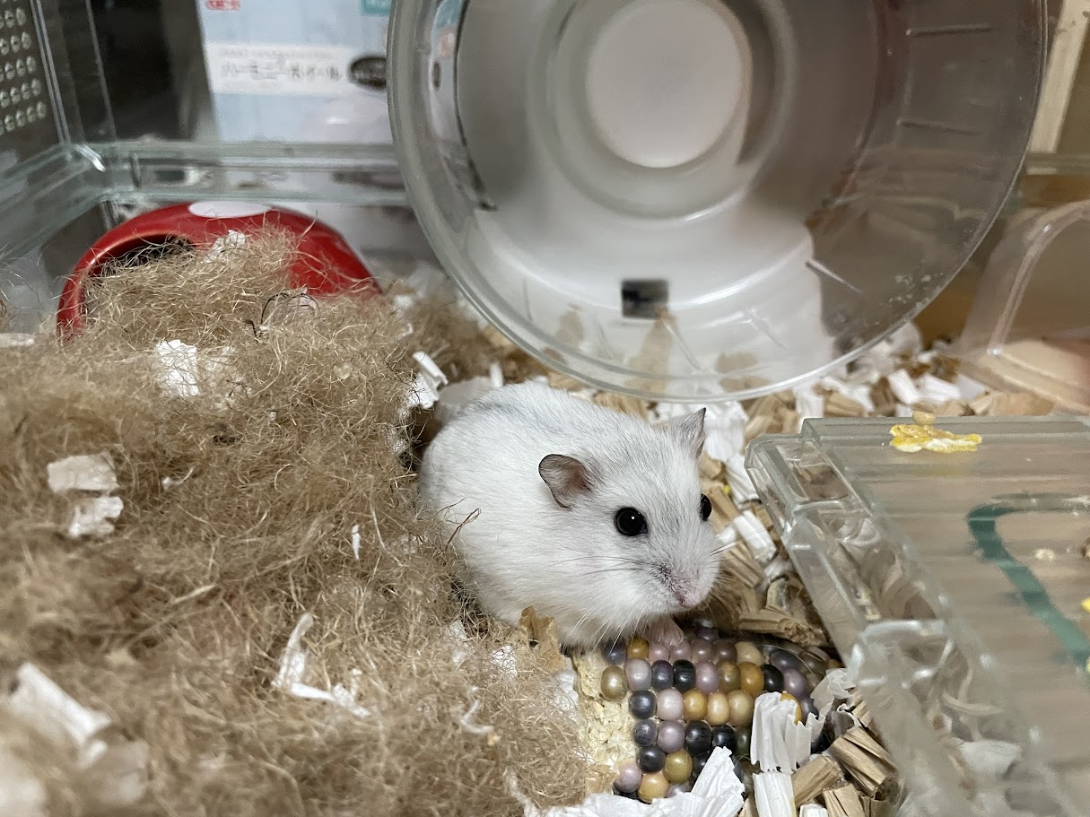 GEX ハーモニーホイール14cm