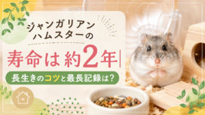 ジャンガリアンハムスターの寿命は約2年｜長生きのコツと最長記録は？