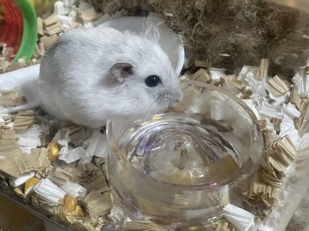 私が飼っているジャンガリアンハムスター2