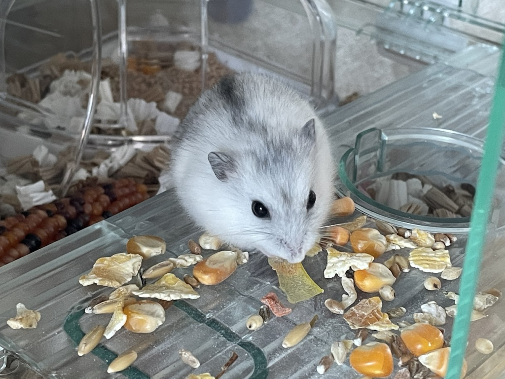 私が飼っているジャンガリアンハムスター1
