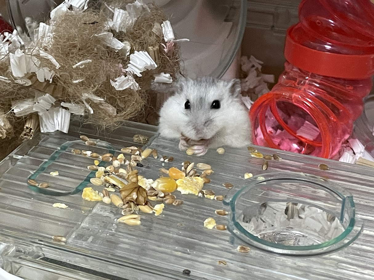 ケージの中でエサを食べるジャンガリアンハムスター