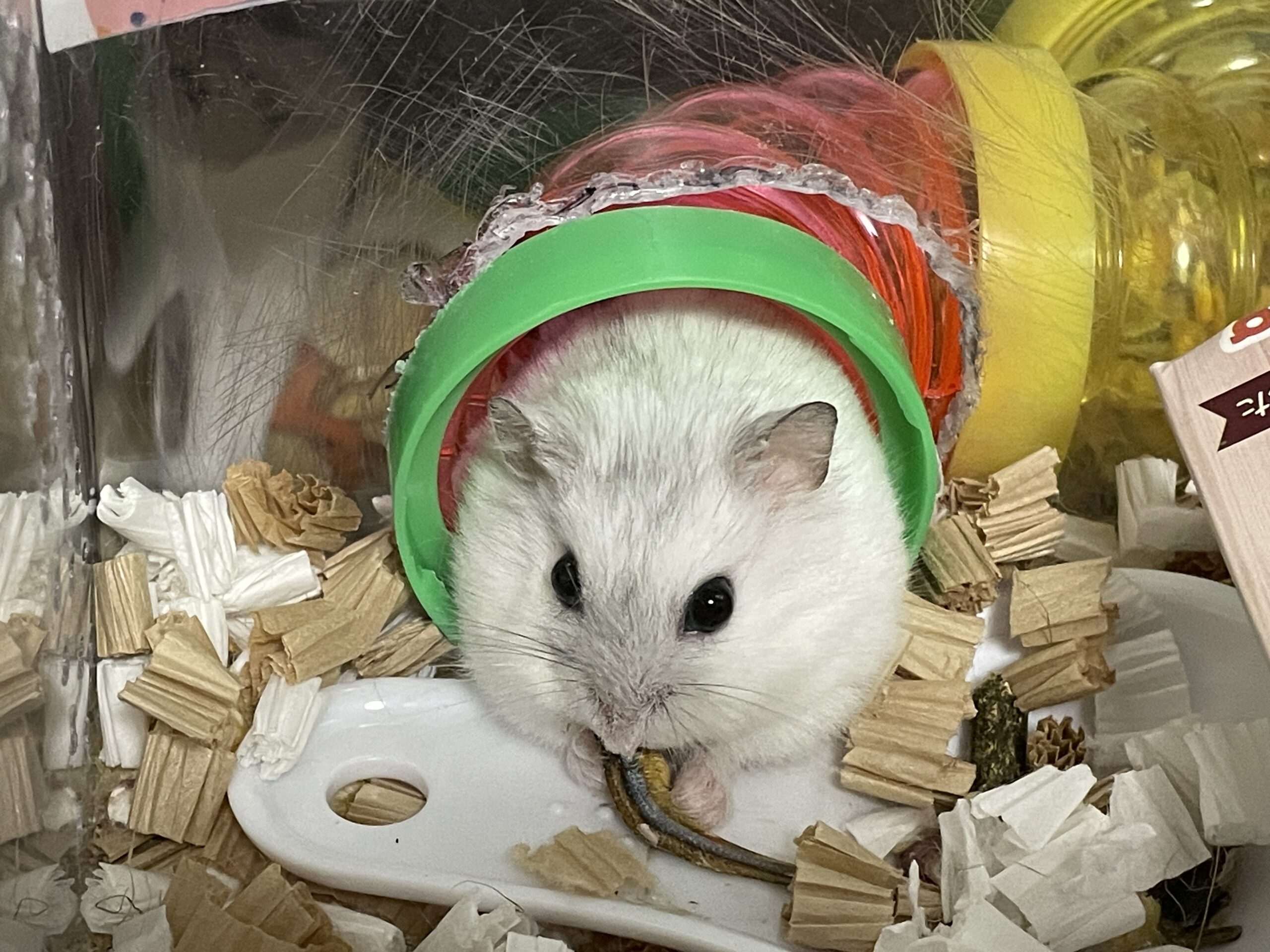 カラフルなトンネルから顔を出して餌を食べる白いジャンガリアンハムスター