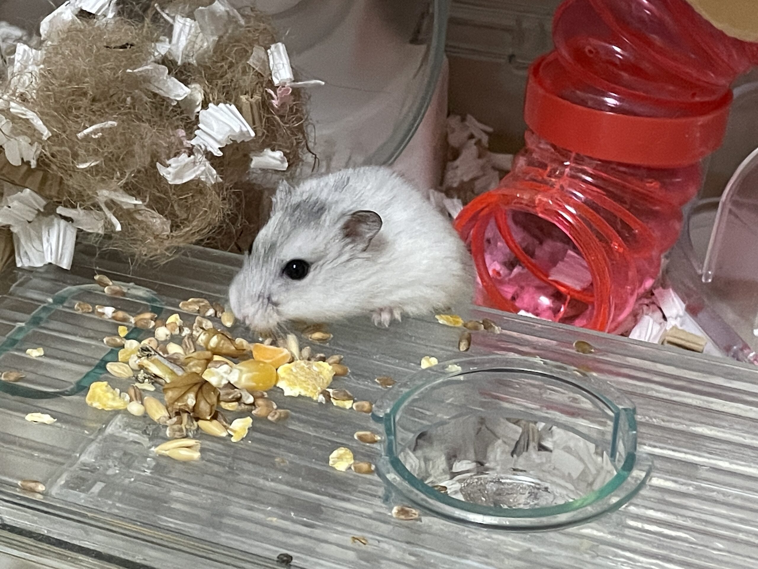 白いジャンガリアンハムスターが透明な餌場で種や穀物を食べている横向きの様子