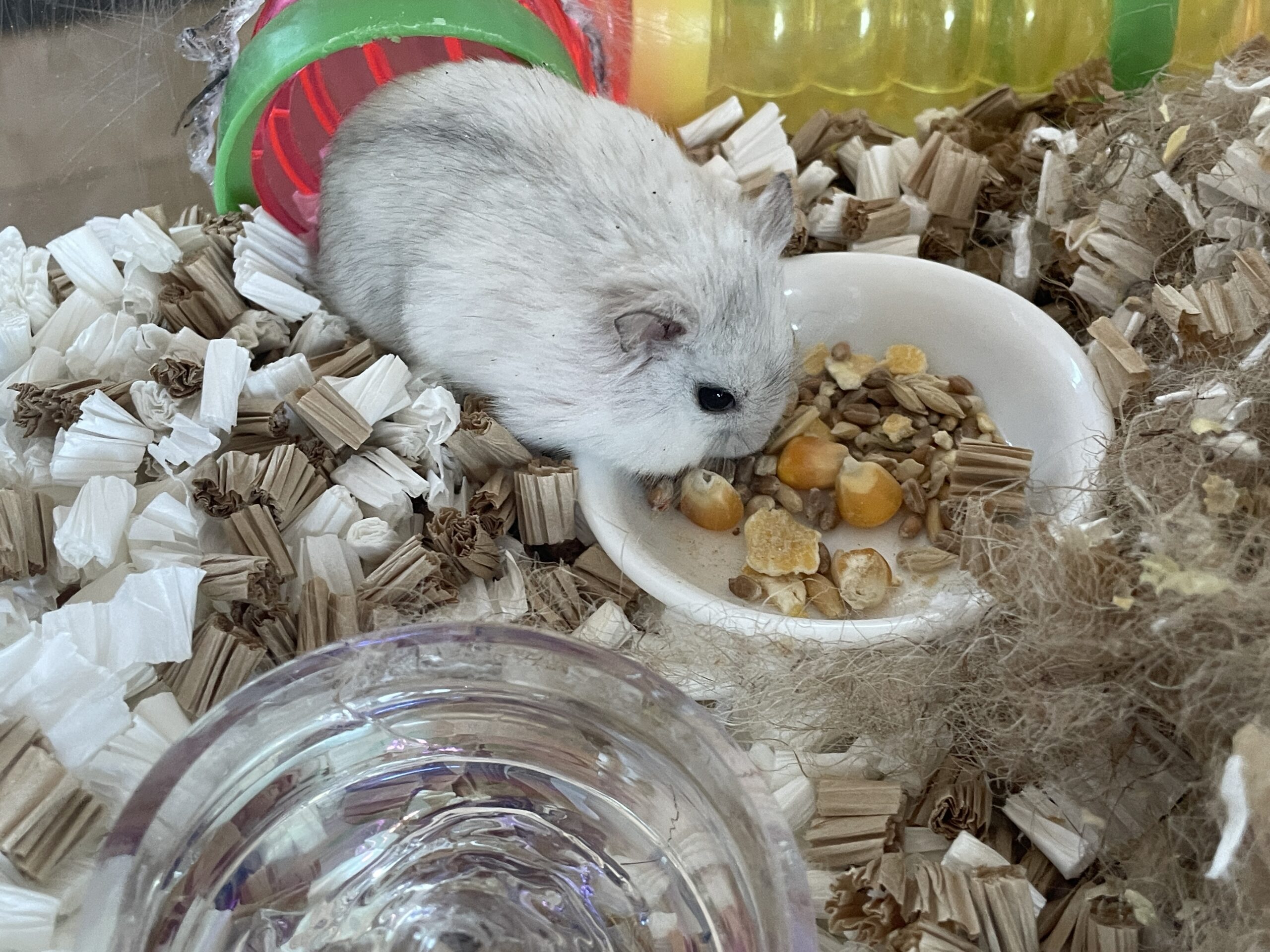 白い器に入った穀物や種子のミックスフードを食べる白いハムスター