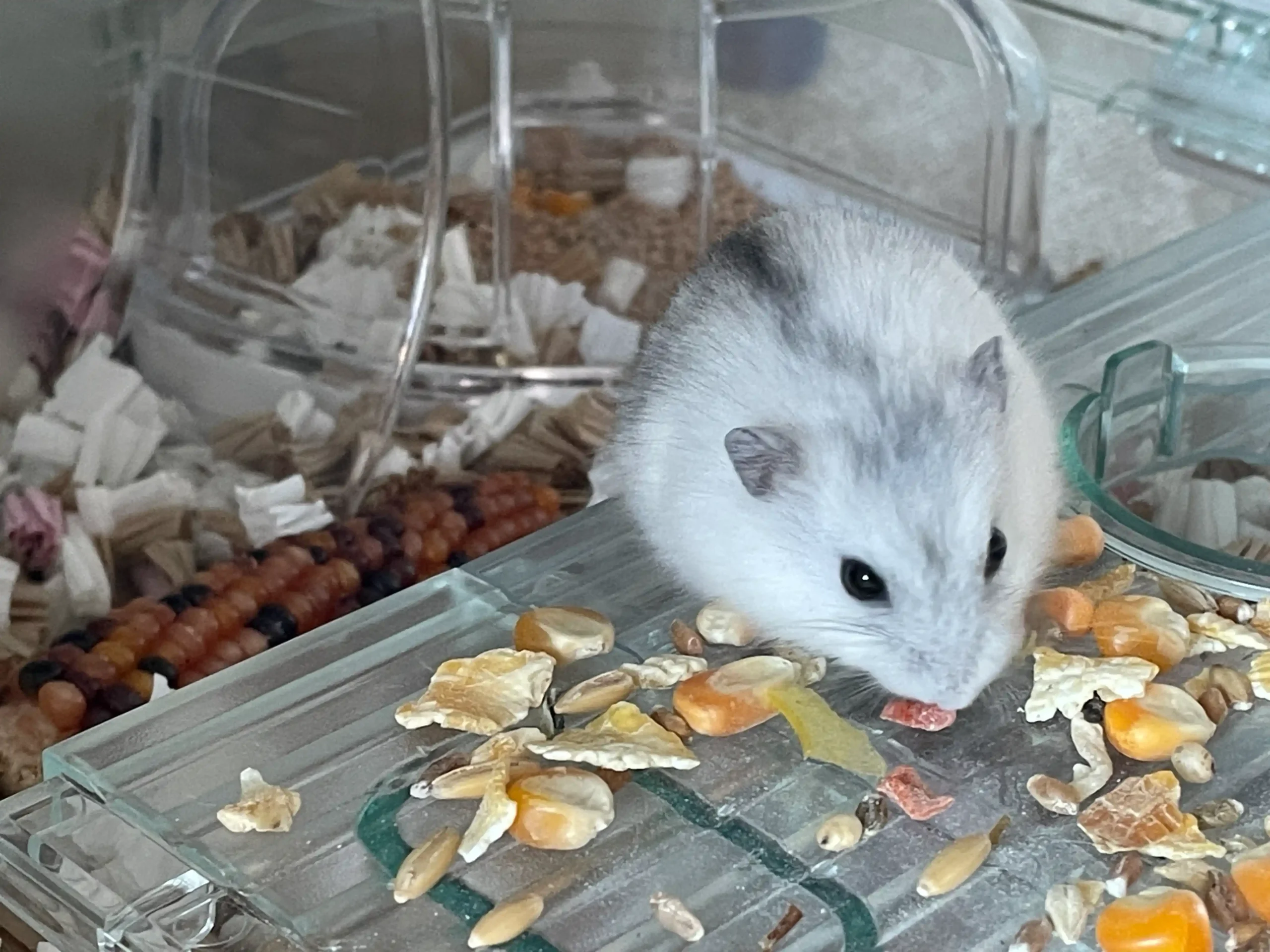 頭から背中に薄いグレーが残る白いジャンガリアンハムスターが透明な台の上でエサを食べている様子