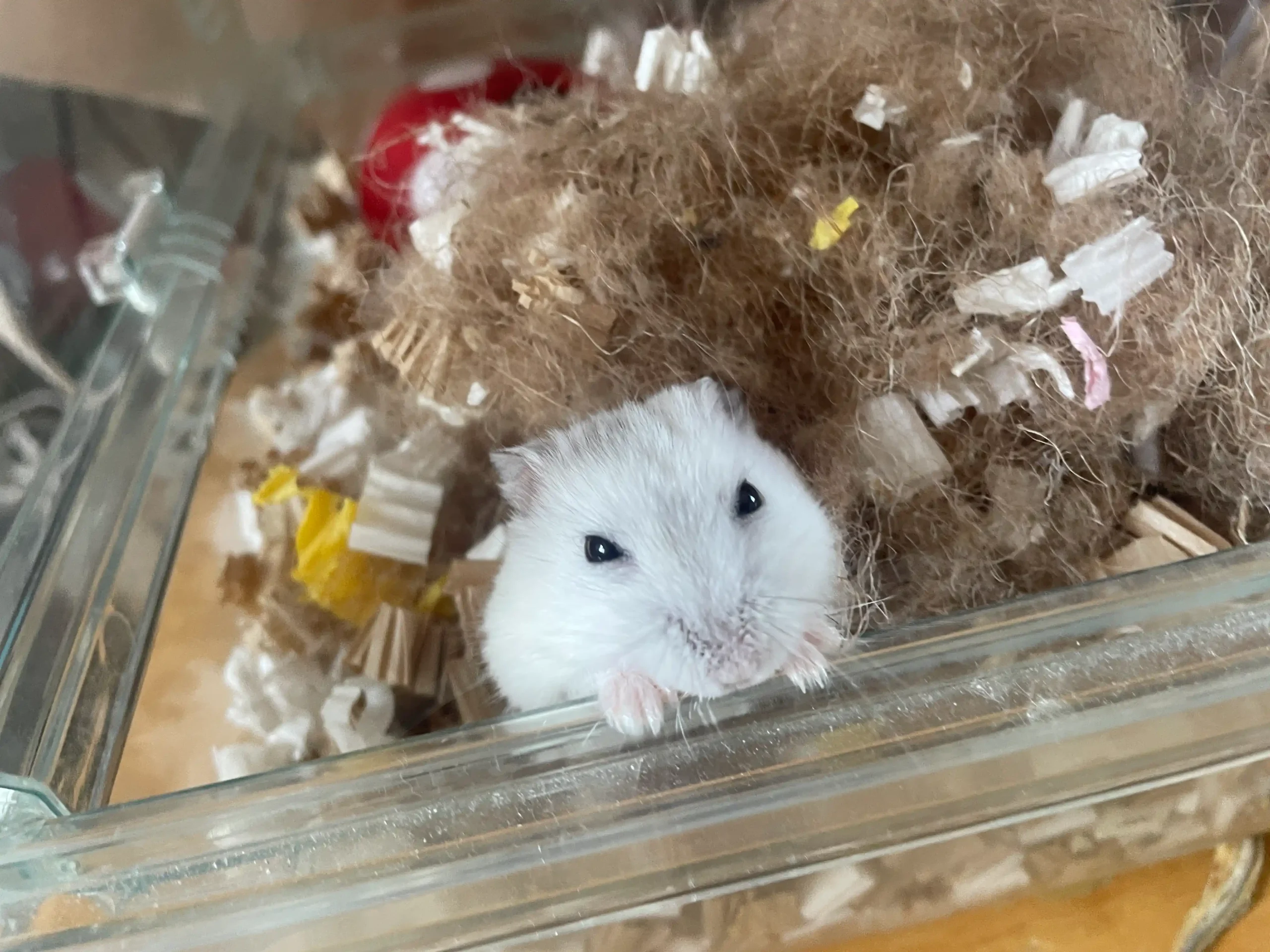 白いジャンガリアンハムスターが巣材の山から顔を出してケースのふちに前足をかけ、こちらを見ている様子