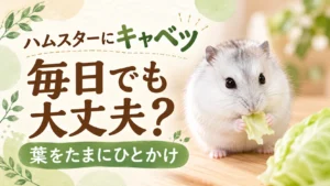 ハムスターにキャベツは毎日でも大丈夫?芯より葉をたまにひとかけ