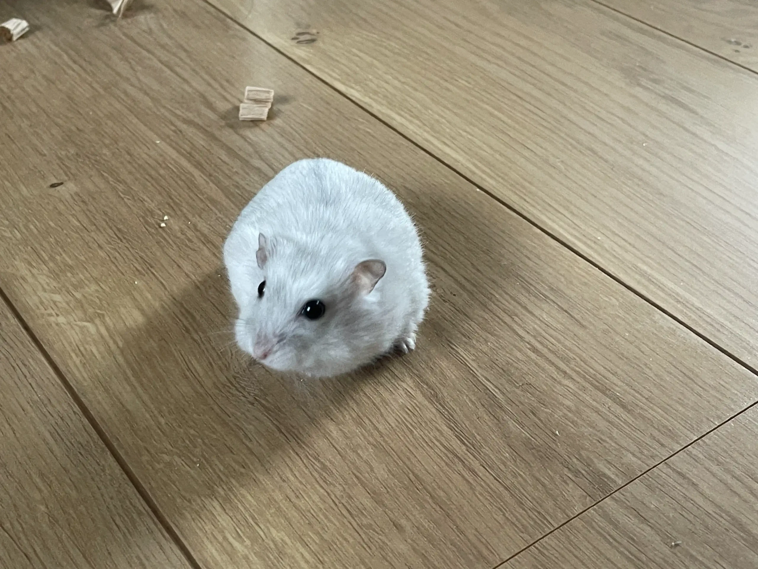 フローリングの床にいる白いジャンガリアンハムスターと、床に落ちたかじり木のかけらや餌くず