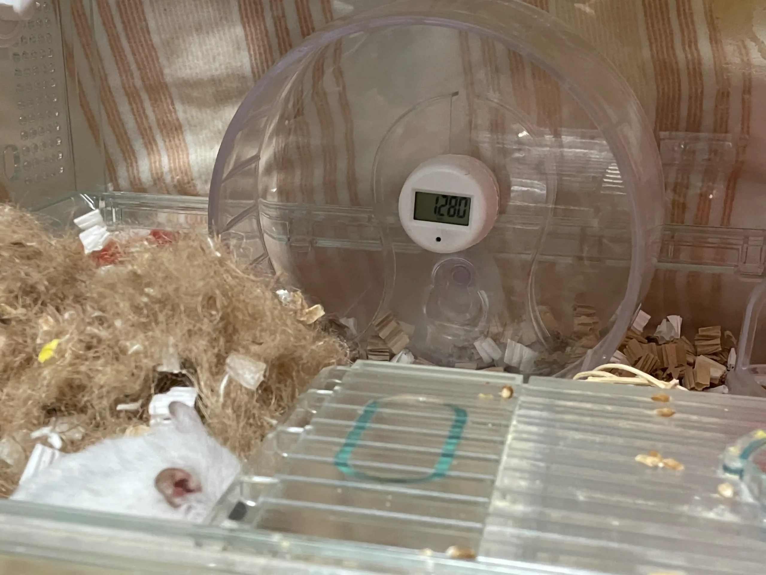 デジタルカウンター付きの回し車の手前で、巣材のそばに白いハムスターが丸まって寝ている様子