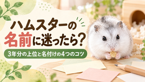 ハムスターの名前に迷ったら？3年分の上位と家族で決める4つのコツ