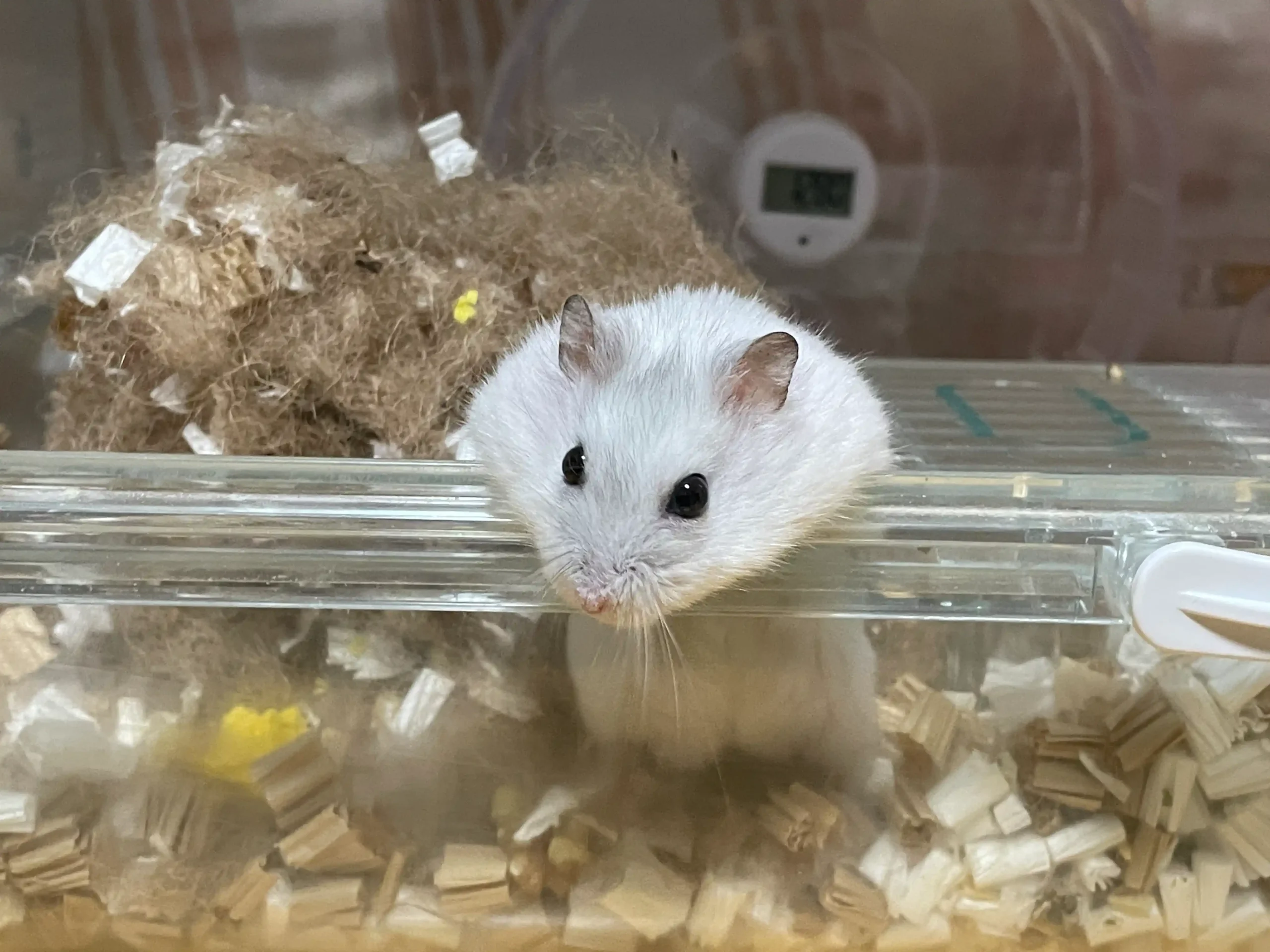 白いジャンガリアンハムスターが透明ケースのふちにあごを乗せて正面を見ている顔のアップ