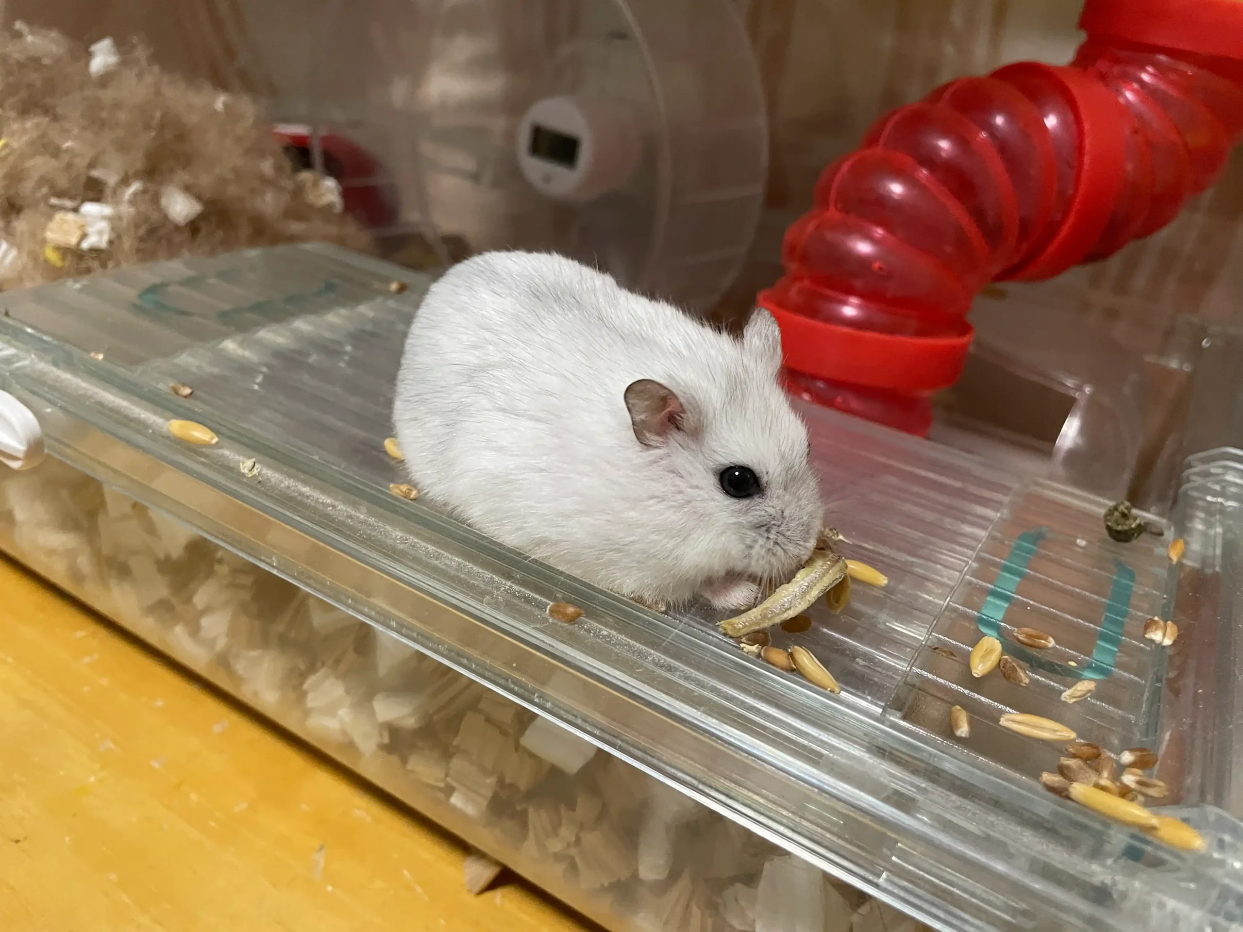 白いジャンガリアンハムスターが透明なふたの上で細長いおやつをかじっている横向きの様子