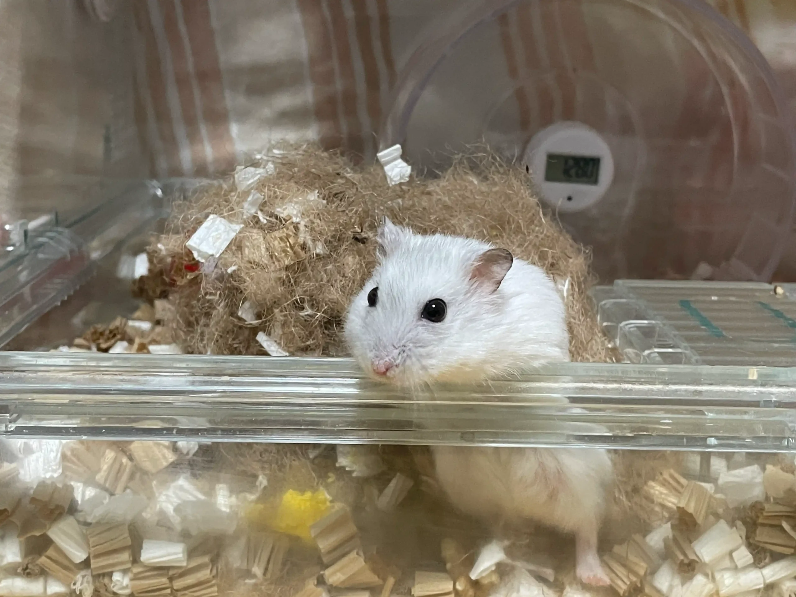 巣材の山の前で、白いジャンガリアンハムスターが透明ケースのふちから顔を出している様子
